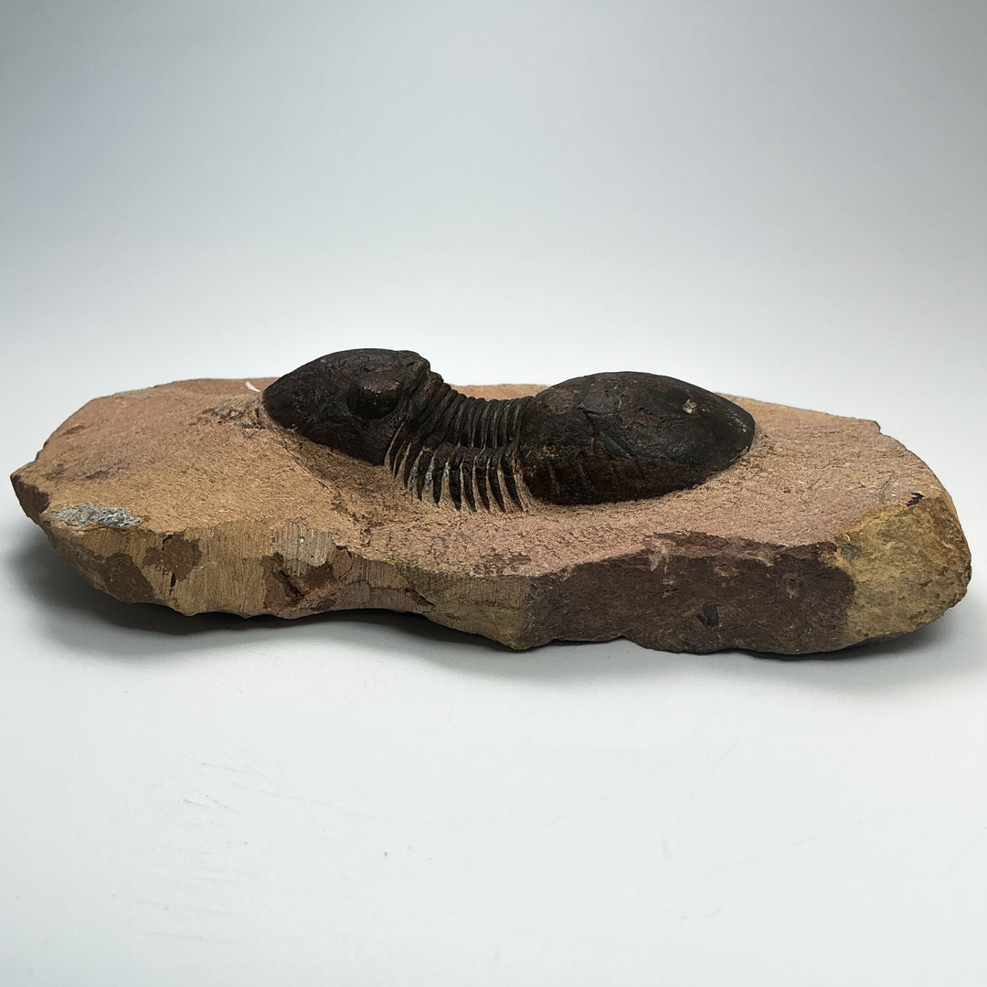 Trilobite Paralajurus Fossil