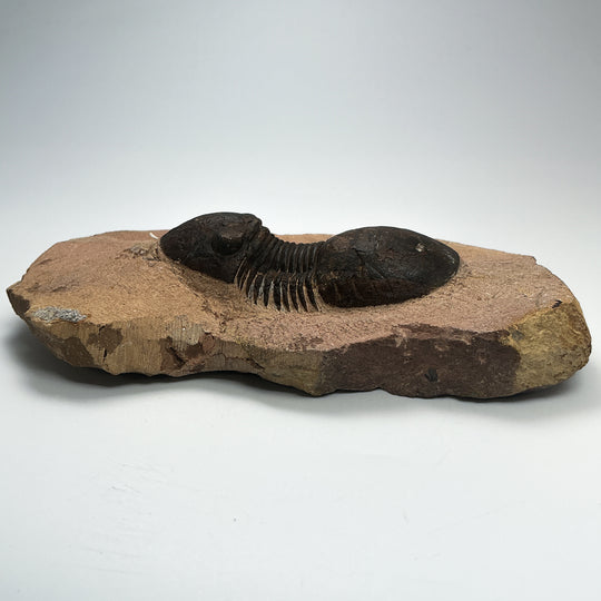 Trilobite Paralajurus Fossil