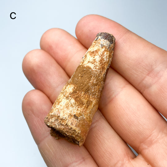 Fossilized Spinosaurus Tooth Specimen-Rocks and Gems Canada