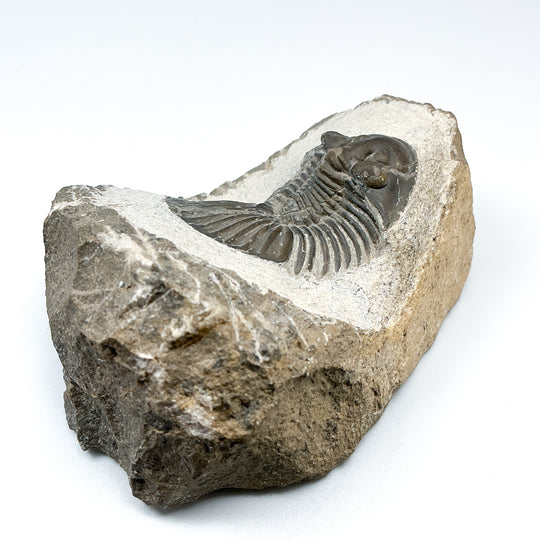 Trilobite Scutellum Fossil - Rocks and Gems Canada
