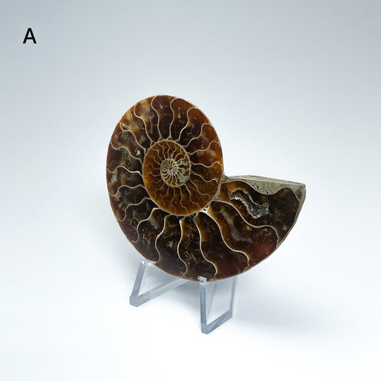 Chambered Ammonite