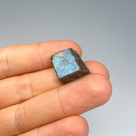 Ammolite Specimen