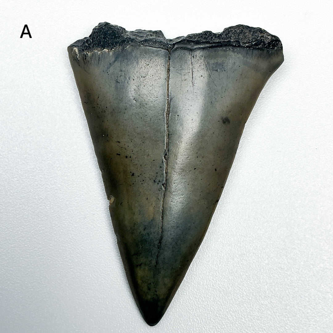 Fossilized Shark Tooth Specimen: Extinct Great White Shark