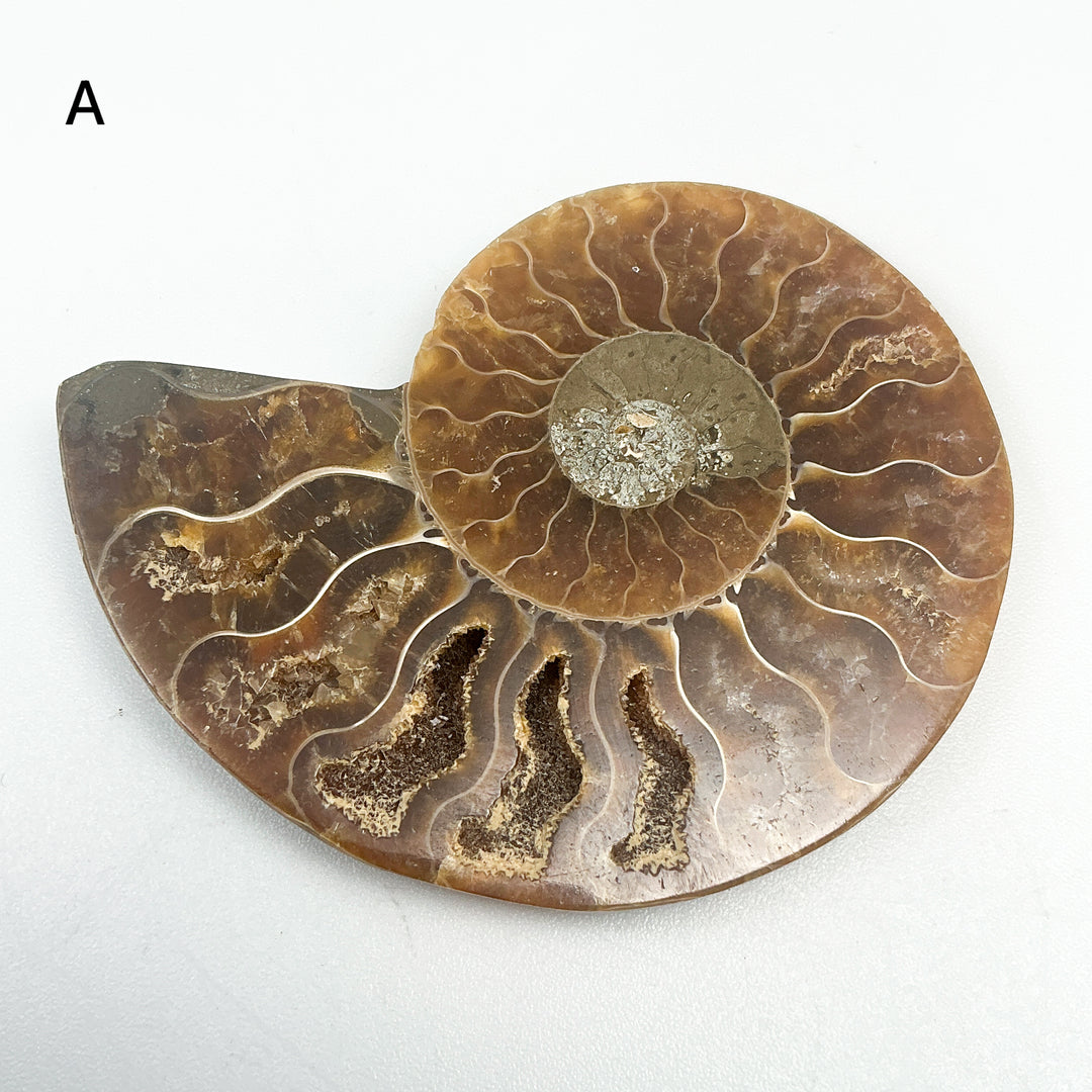 Chambered Ammonite