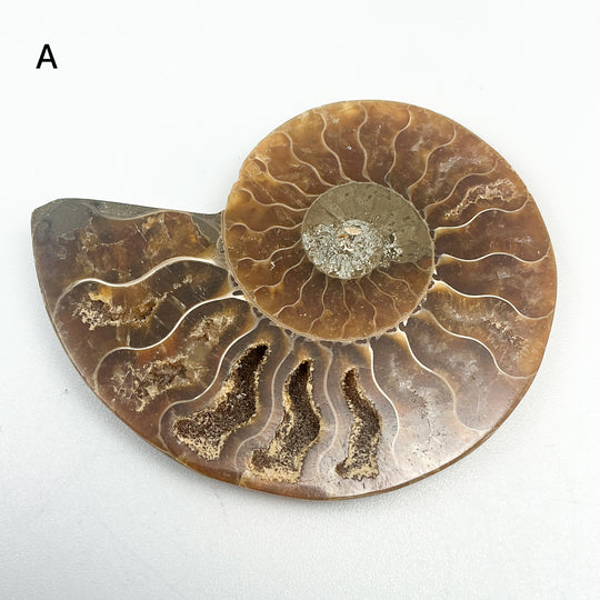 Chambered Ammonite