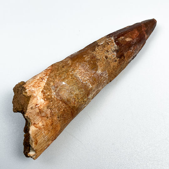 Fossilized Spinosaurus Tooth Specimen