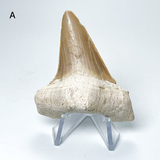 Fossilized Otodus/Lamna Shark Tooth Specimen