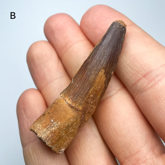 Fossilized Spinosaurus Tooth Specimen