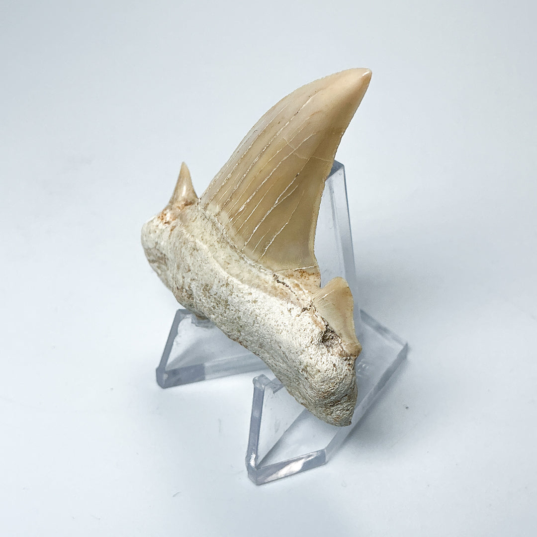 Fossilized Otodus/Lamna Shark Tooth Specimen