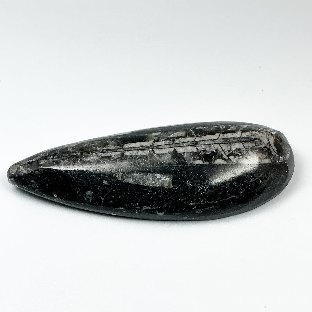 Polished Orthoceras Fossil