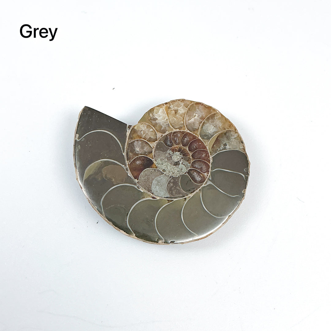 Chambered Ammonite - Rocks and Gems Canada