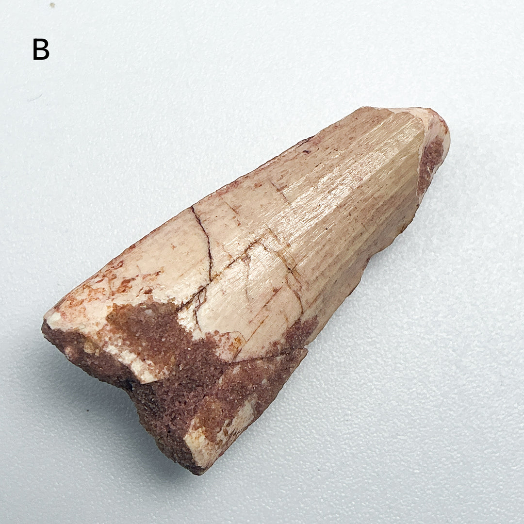 Fossilized Spinosaurus Tooth Specimen