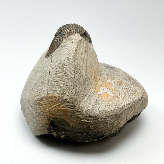 Trilobite Scutellum Fossil