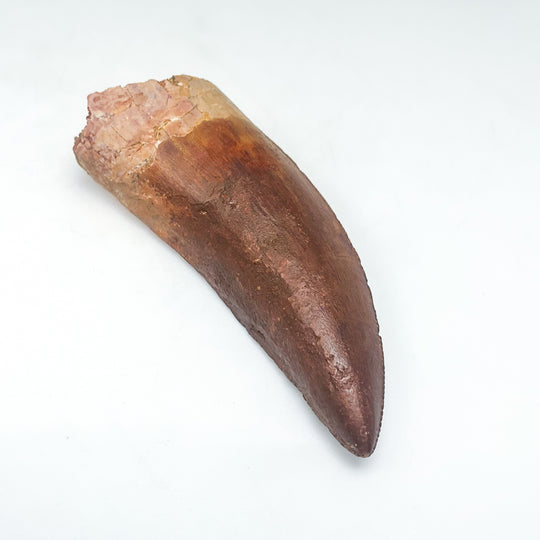 Fossilized Carcharodontosaurus Dinosaur Tooth Specimen