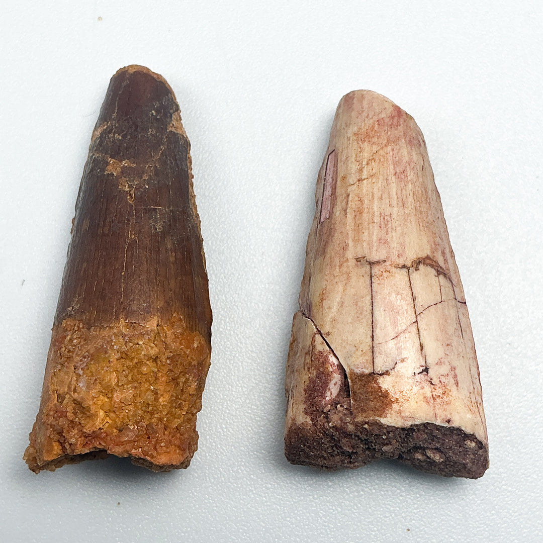 Fossilized Spinosaurus Tooth Specimen