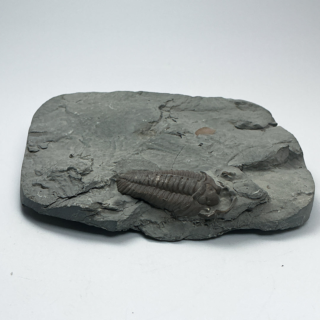 Trilobite Flexicalymene Fossil