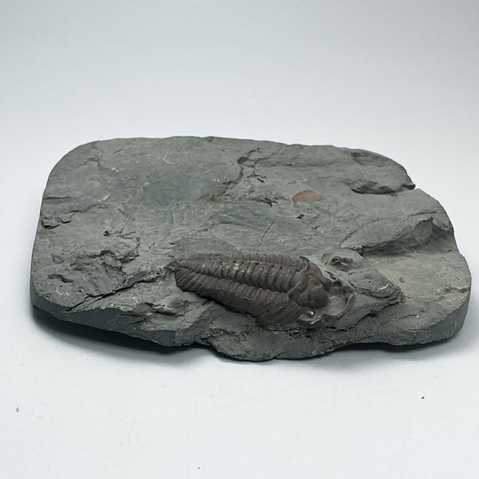Trilobite Flexicalymene Fossil
