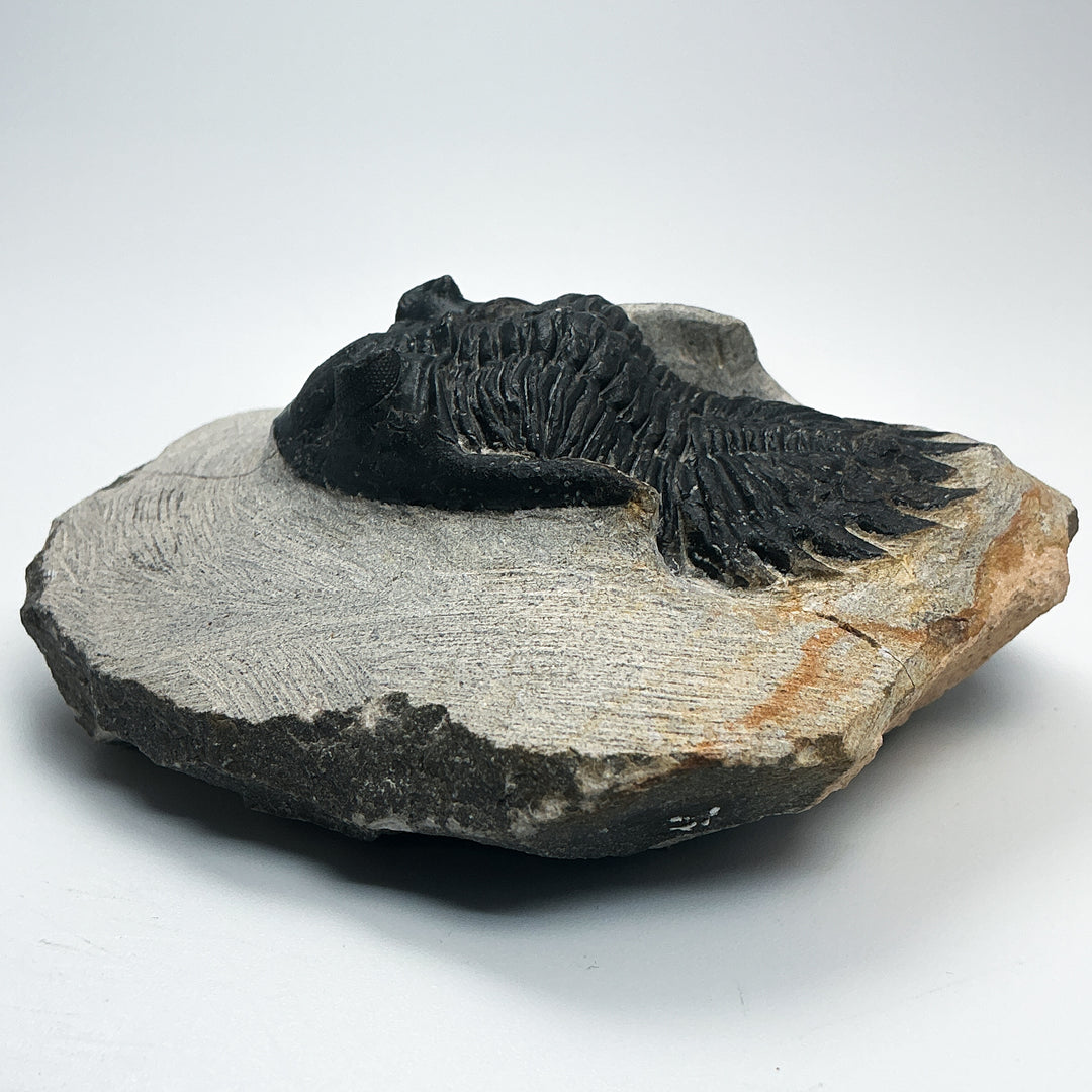 Trilobite Hollardops Fossil