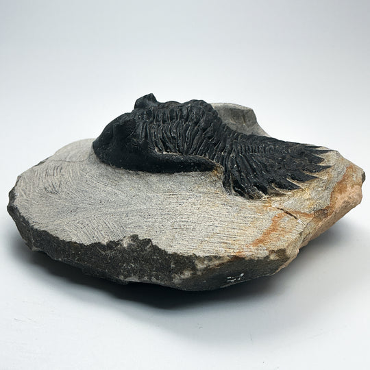 Trilobite Hollardops Fossil