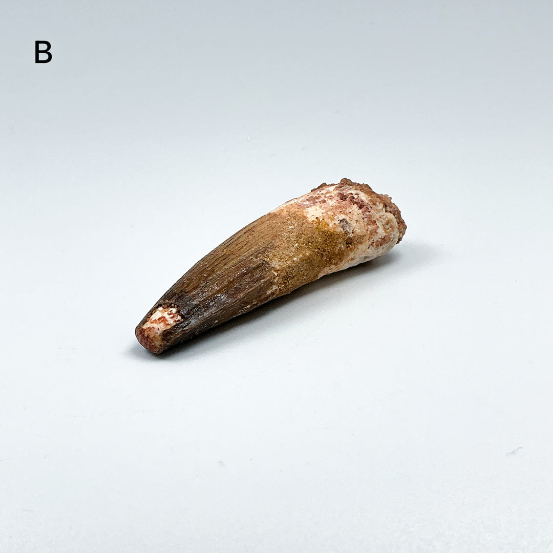 Fossilized Spinosaurus Tooth Specimen