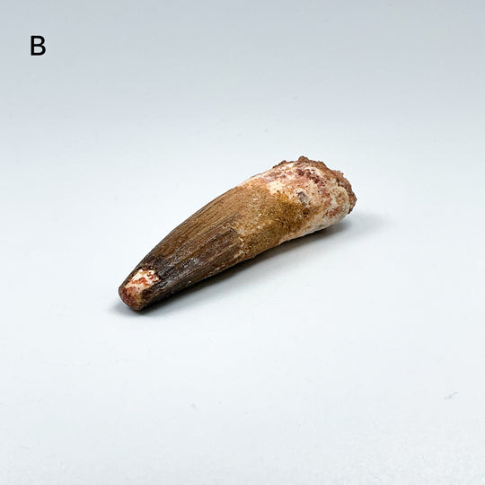 Fossilized Spinosaurus Tooth Specimen