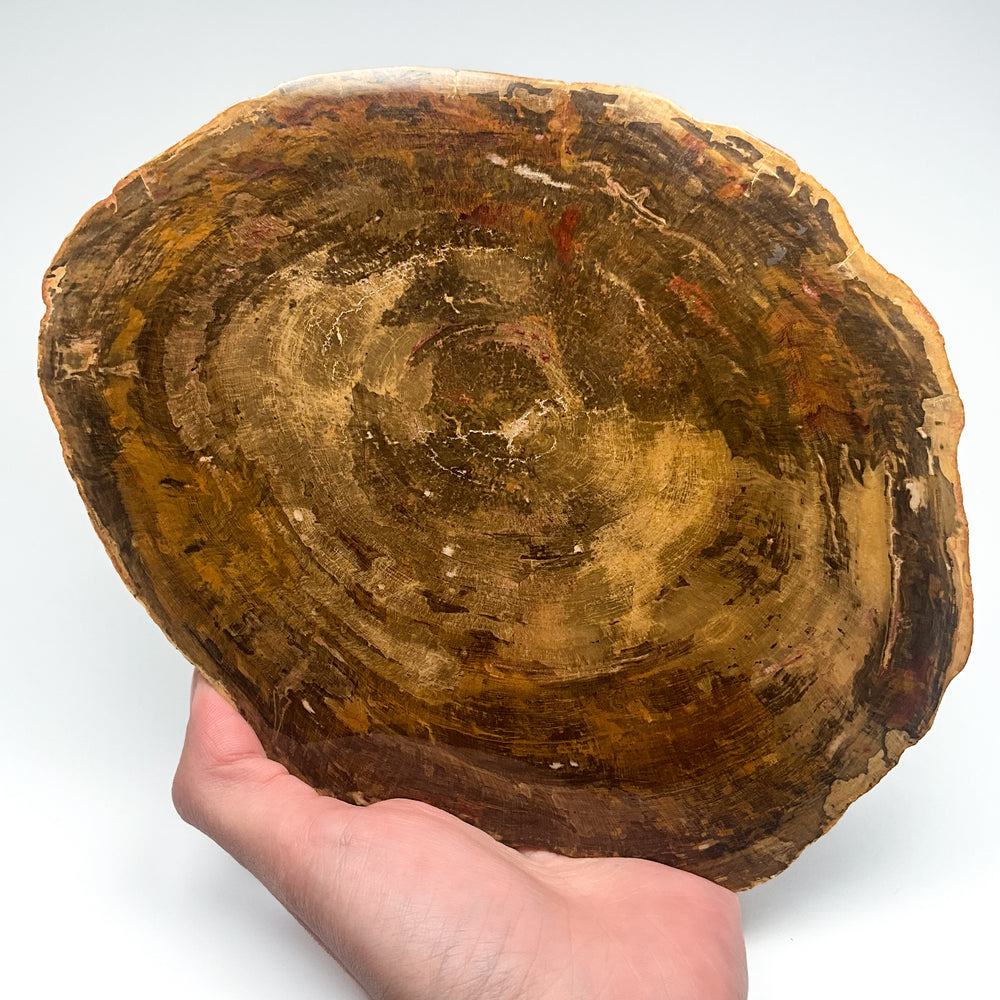 Petrified Wood Slice
