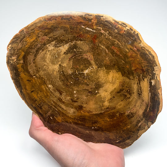 Petrified Wood Slice