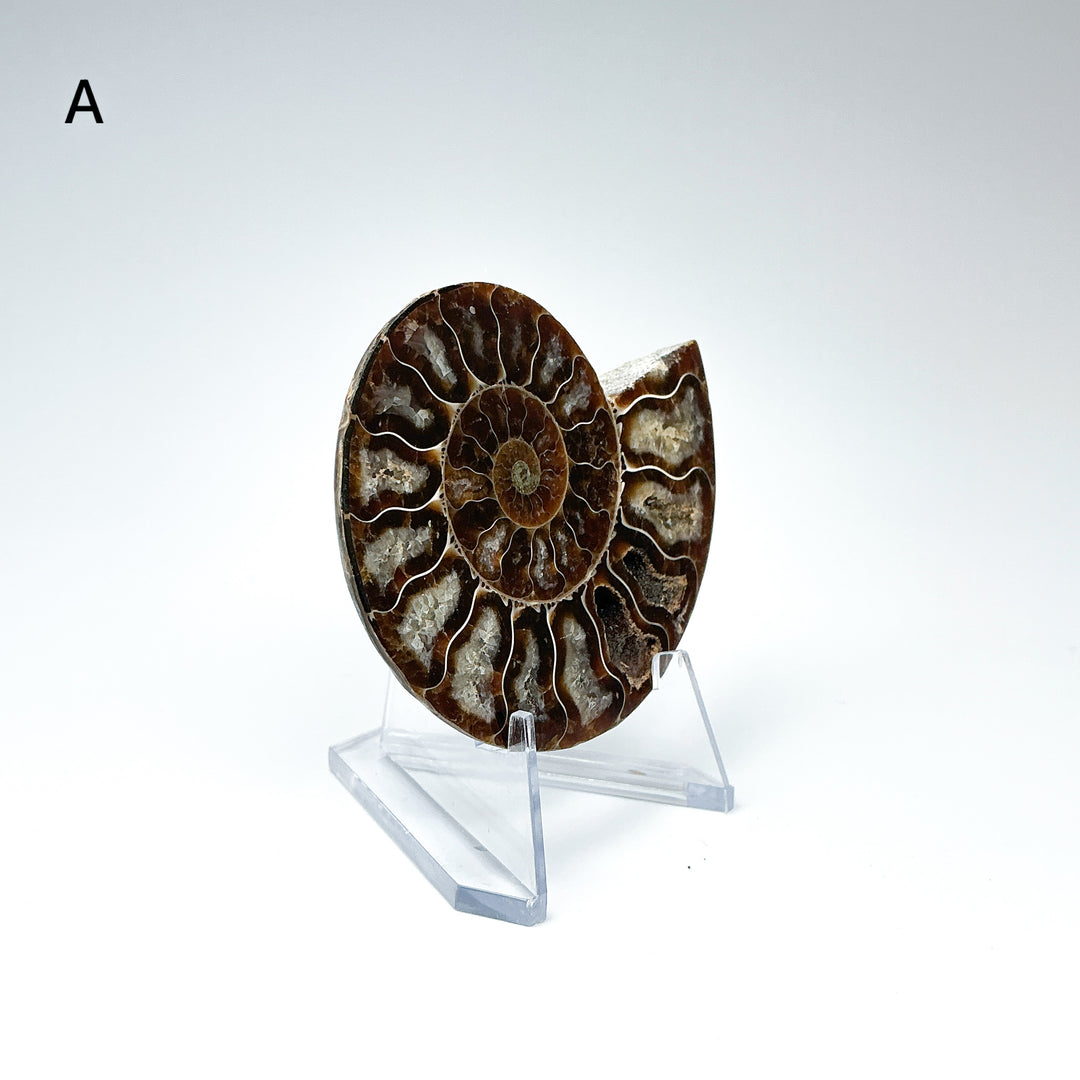 Chambered Ammonite - Rocks and Gems Canada