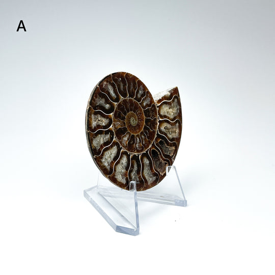 Chambered Ammonite - Rocks and Gems Canada