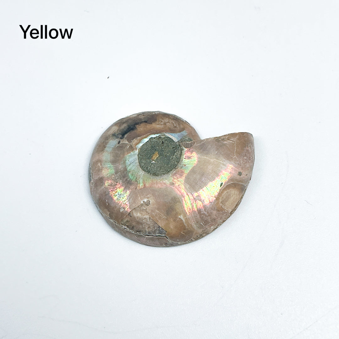 Chambered Ammonite - Rocks and Gems Canada