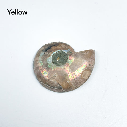 Chambered Ammonite - Rocks and Gems Canada