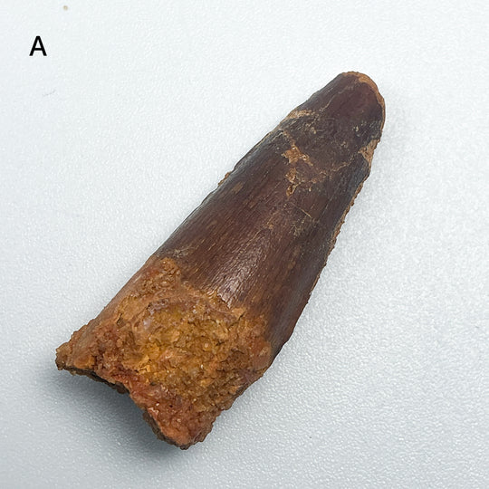 Fossilized Spinosaurus Tooth Specimen