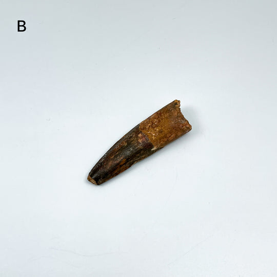 Fossilized Spinosaurus Tooth Specimen