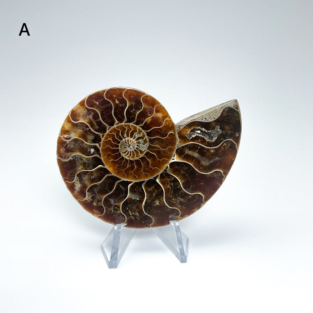 Chambered Ammonite