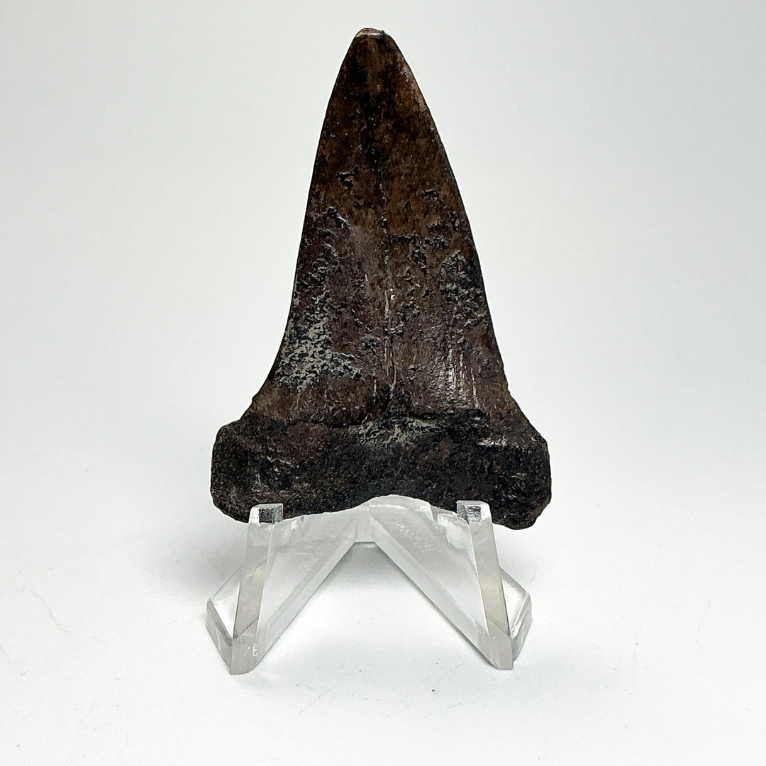 Fossilized Shark Tooth Specimen: Extinct Great White Shark