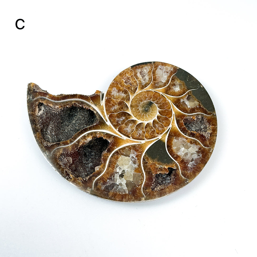 Chambered Ammonite - Rocks and Gems Canada