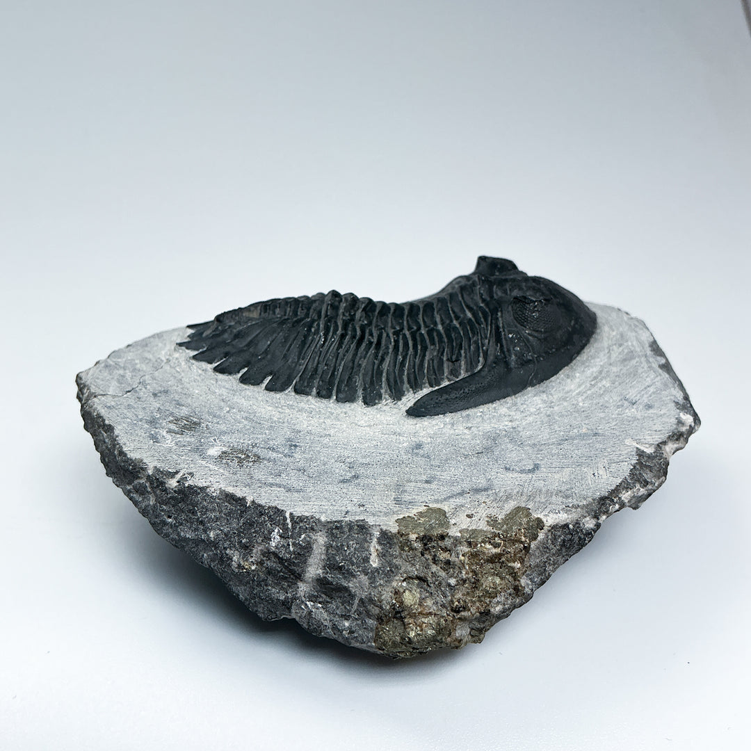 Trilobite Hollardops Fossil