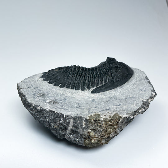 Trilobite Hollardops Fossil