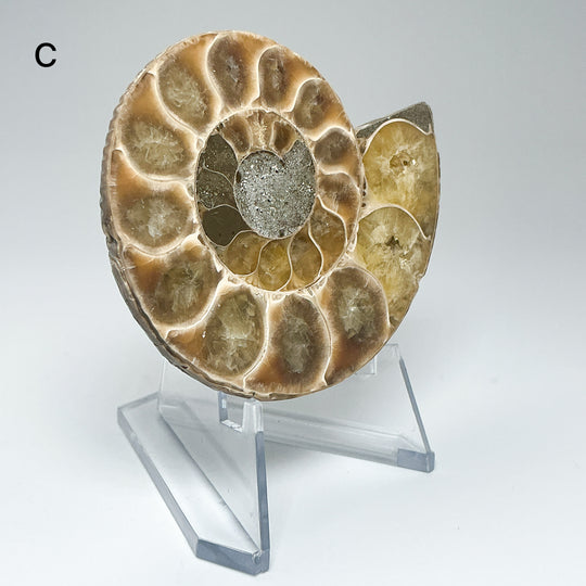 Chambered Ammonite