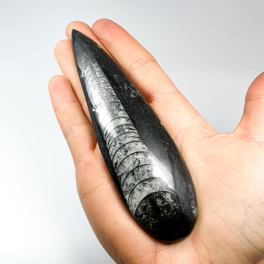 Polished Orthoceras Fossil