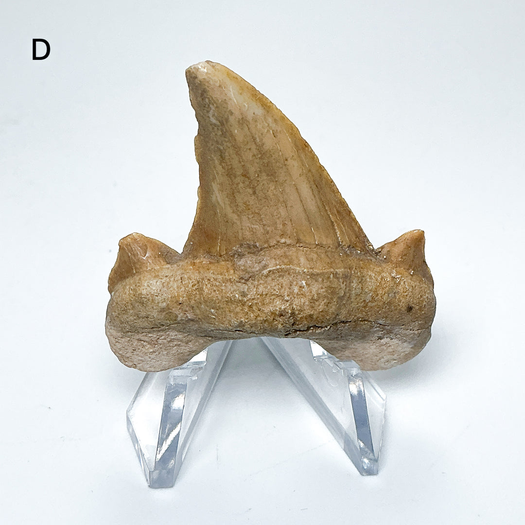 Fossilized Otodus/Lamna Shark Tooth Specimen