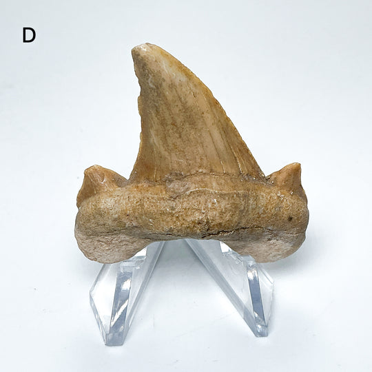 Fossilized Otodus/Lamna Shark Tooth Specimen