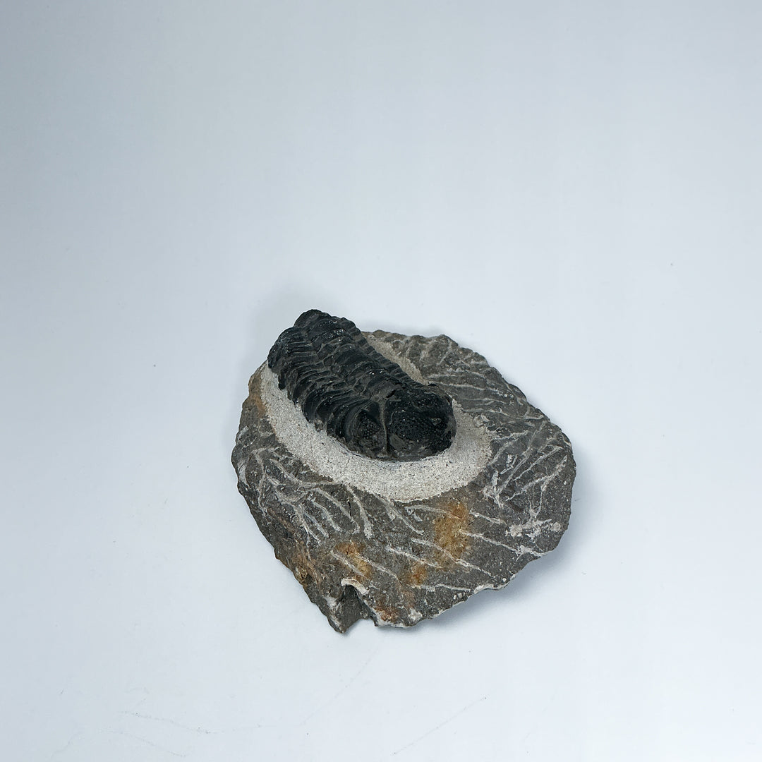 Trilobite Drotops Fossil