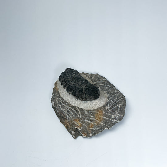 Trilobite Drotops Fossil