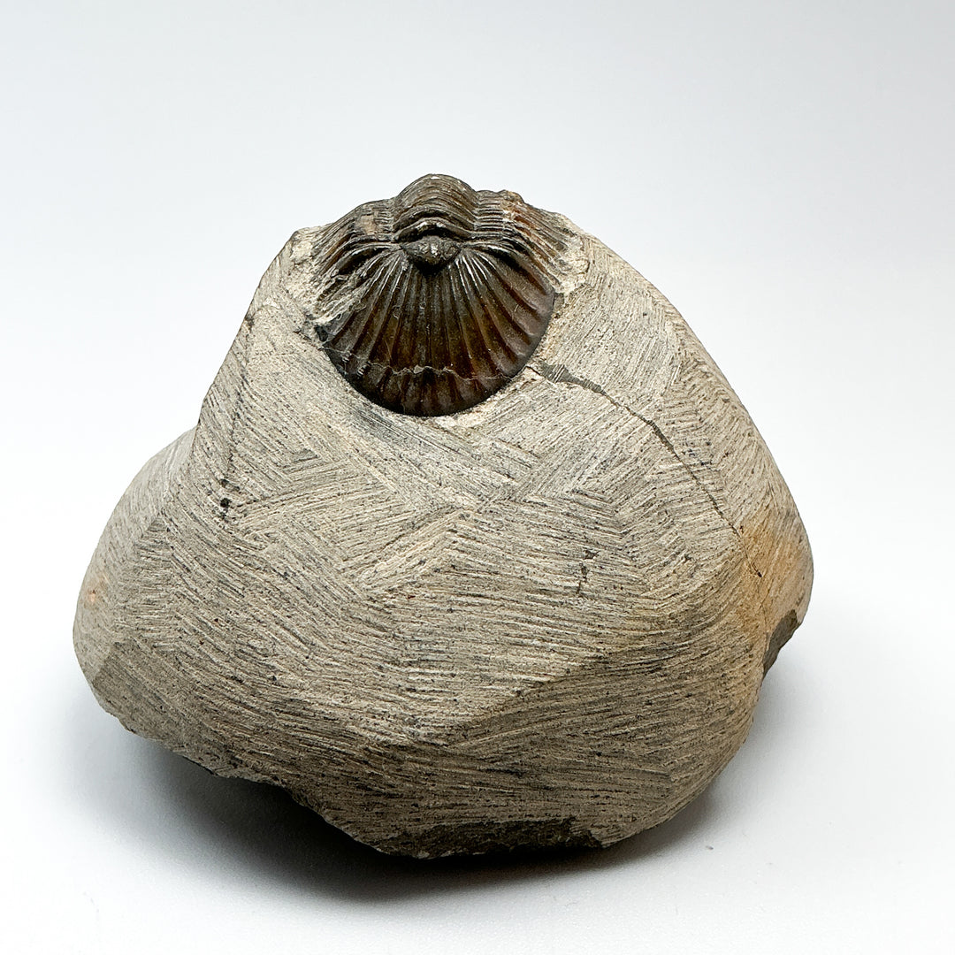 Trilobite Scutellum Fossil