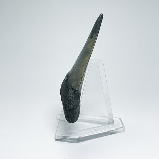 Fossilized Shark Tooth Specimen: Carcharodon Megalodon
