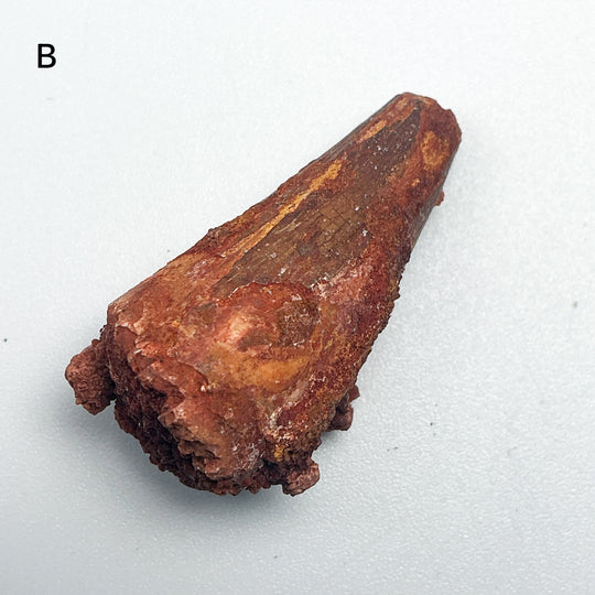 Fossilized Spinosaurus Tooth Specimen