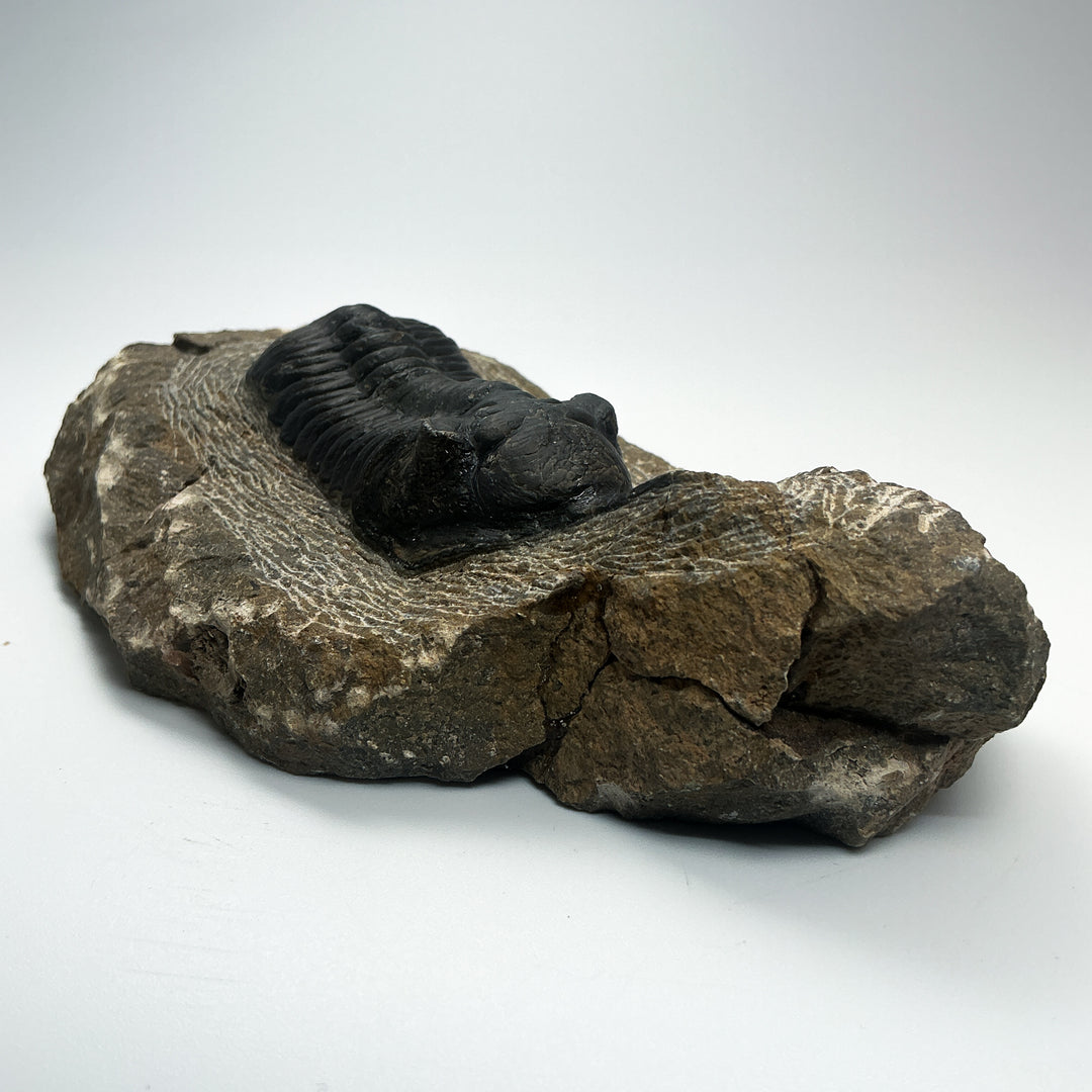 Trilobite Moroccanite Fossil