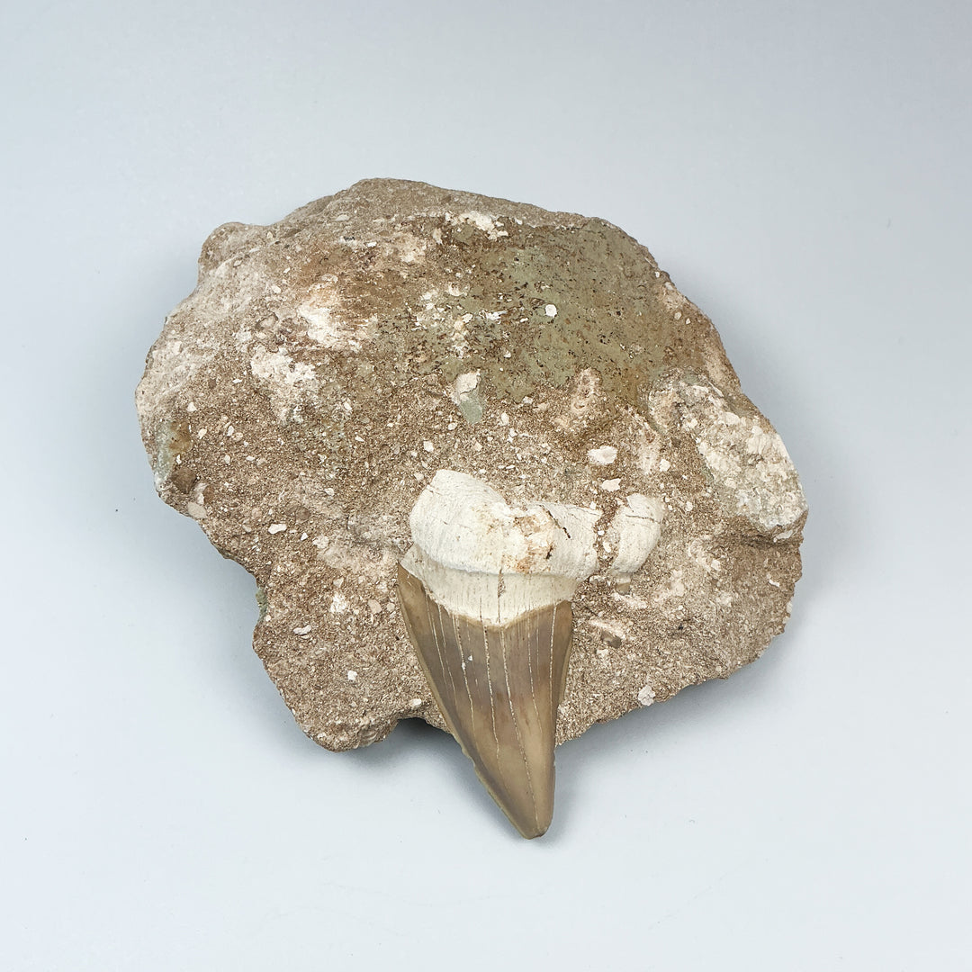 Fossilized Otodus/Lamna Shark Tooth Specimen in Matrix - Rocks and Gems Canada