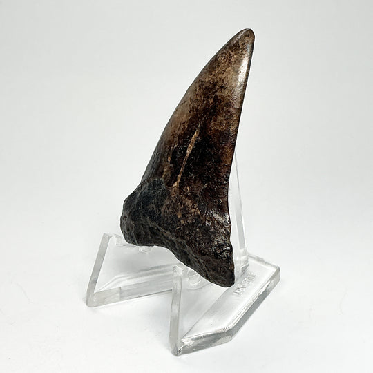 Fossilized Shark Tooth Specimen: Extinct Great White Shark